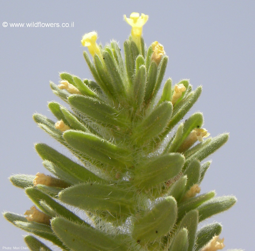 Arnebia linearifolia